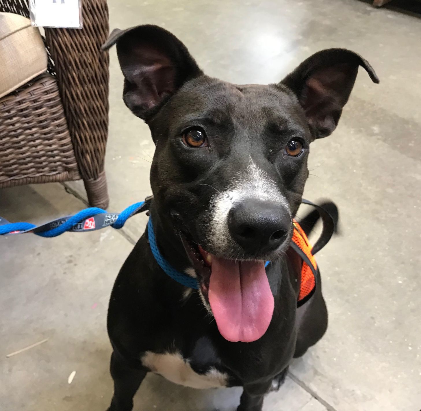 Adopt a friend: Trinity